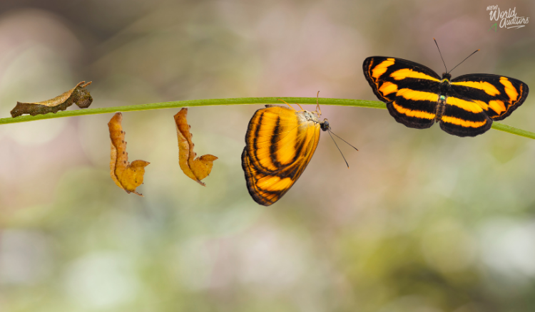 Adapting to Change